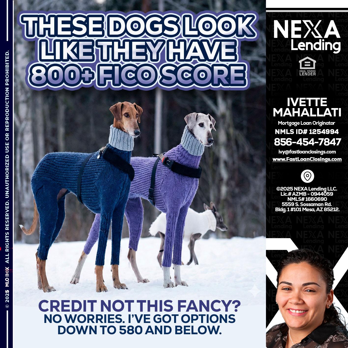 THESE DOGS LOOK - Ivette Mahallati -Mortgage Loan Originator